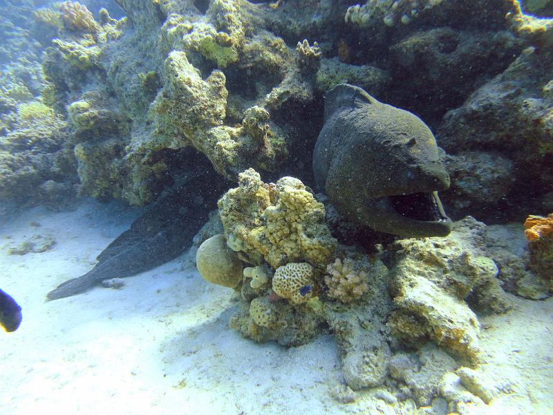 DSC06874c_Murene geante de java.jpg - Murène de Java géante